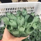 HOT Sale Natural Green Phantom Crystal Ghost Quartz Crystal Cluster For Home Decoration