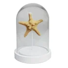 Large Glass Display Dome With Starfish For Home Decoration