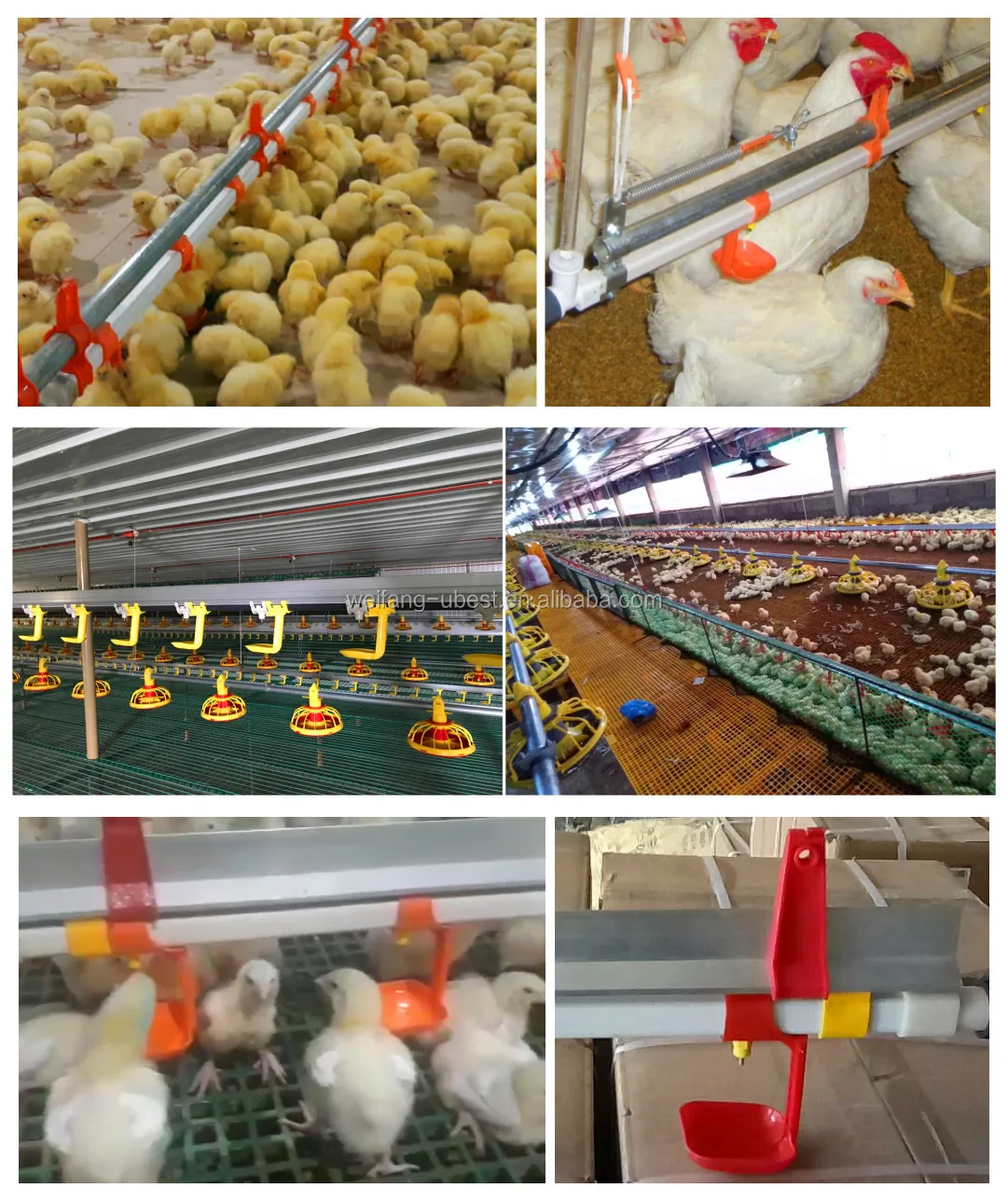 Design Broiler Chicken House For South Africa Poultry Farm Buy South