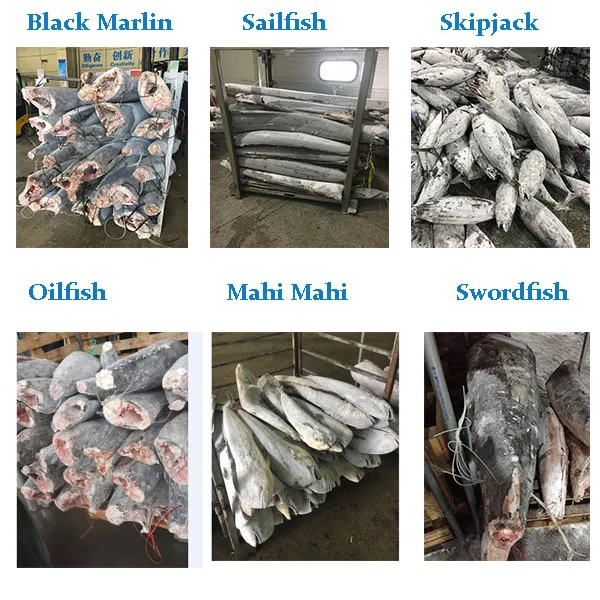 hgt black marlin with best price