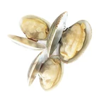 Frozen White Clams Cooked Clam Meat frozen Seafood