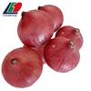 Onion Bulb, Japanese Onion, Onions In Bulk