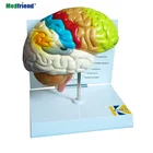 Factory Price Anatomial Colored Human Brain Model - Half Brain