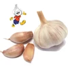 /product-detail/2018wholesale-china-new-crop-white-garlic-fresh-garlic-price-62074805151.html