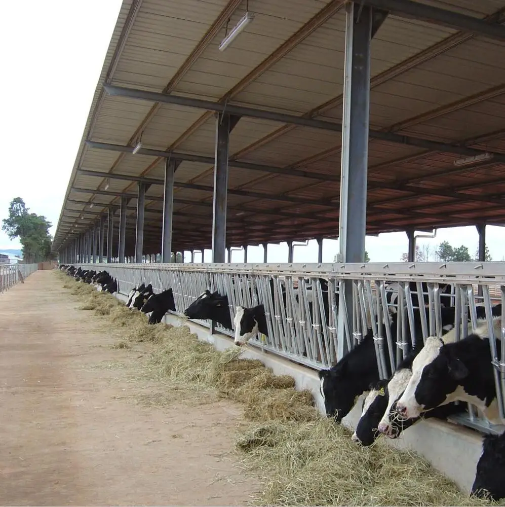 China Cheap Cow Barn Dairy Shed Modern Dairy Farm Shed Buy Cow