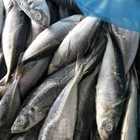 Fresh frozen horse mackerel fish in stock