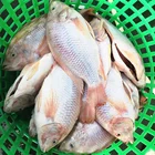 High quality 2019 most popular frozen red tilapia for human consumption