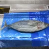 Seafood Frozen Cooked Skipjack Tuna