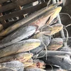 Frozen mahi mahi fillet tuna longline tuna yellow fin from China