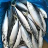mackerel ice fish frozen mackerel bait hgt fish zhengzhou asia pacific mackerel