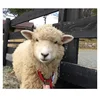 1.1x2.2m Galvanized Farm Livestock Sheep Fence / Corral Alpaca Goat & Sheep Stockyard Panels For Sale