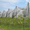 /product-detail/hot-sale-new-hdpe-material-anti-hail-net-or-anti-frost-net-for-fruit-protection-62109326811.html