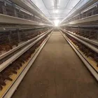 Egg layer chicken cage/battery cages laying hens Used Poultry Equipment