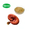 High quality anti cancer 30% ganoderma lucidum red reishi mushroom Extract