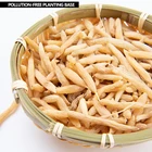 Natural herbal medicine Ophiopogon japonicus extract