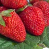 /product-detail/cultivated-iqf-frozen-strawberry-in-competitive-price-62104567395.html