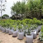 Winter fleece plant cover pp nonwoven plant protection bag fruit nurseries bag for sale