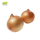 Specification OF New Crop Export Quality Fresh Onion