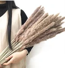 Beautiful Decoration Natural Dried Flower Pampas Grass
