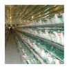 /product-detail/egg-poultry-farming-in-africa-60627018234.html
