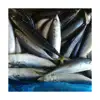 /product-detail/wr-frozen-pacific-mackerel-basa-fish-60160528416.html