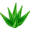High quality Free Sample Favorable Price Plant extract Aloin powder/Aloe Vera Gel/standardized extract 200:1