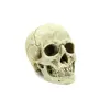 /product-detail/custom-color-and-logo-resin-skull-model-12-15-19cm-for-craft-decoration-and-sale-gift-62071111545.html