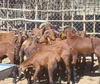 /product-detail/livestock-cow-bull-cattle-sheep-goat-62111527526.html