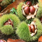 wholesale chestnut frozen
