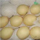 Wholesale China fresh ya pear