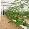 /product-detail/effective-greenhouse-technologies-for-hydroponic-growing-systems-62076427955.html