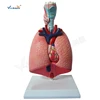 Human Respiratory System Anatomic Larynx Heart Lung Model