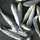 Best Quality Whole Frozen Mahi Fresh Fish