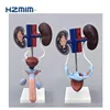 Human male reproductive system model, prostate/ kidney anatomy model and Female pelvic model