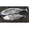 frozen seafood canned fish seafood fish buyers new product market yellow fin tuna