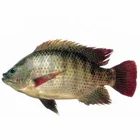 tilapia african exporting chopa fish whole fish