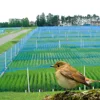 anti bird net to protect vegetable and fruit trees