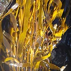 Horse High Seaweed Feed Hot Selling Product High Quality and Best Price Ultra-low Heavy Metalcontent Organic Seaweed Feed
