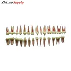 32pcs Twice Dental Pulp Teeth Anatomical Model