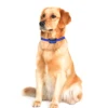 2019 Amazon Top Sell Vibration No Bark Collar Dog Barking Control