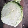 Fresh vegetable Flat green cabbage for Dubai Market