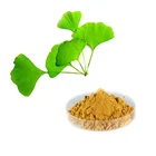 HONGDA Wholesale Organic Ginkgo Biloba Leaf Powder Ginkgo Biloba Leaf Extract Powder