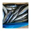 China Manufacturer Frozen Pacific Mackerel Fish