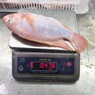 Block Hot Sale Factory Direct Price Frozen Red Tilapia For Human Consumption