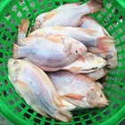 Hot sale factory direct price frozen red tilapia for human consumption