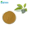 China Manufacturer Supply 100% Natural Guava Leaf Extract Powder