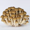 /product-detail/finc-fresh-shimeji-beech-mushroom-62069993457.html