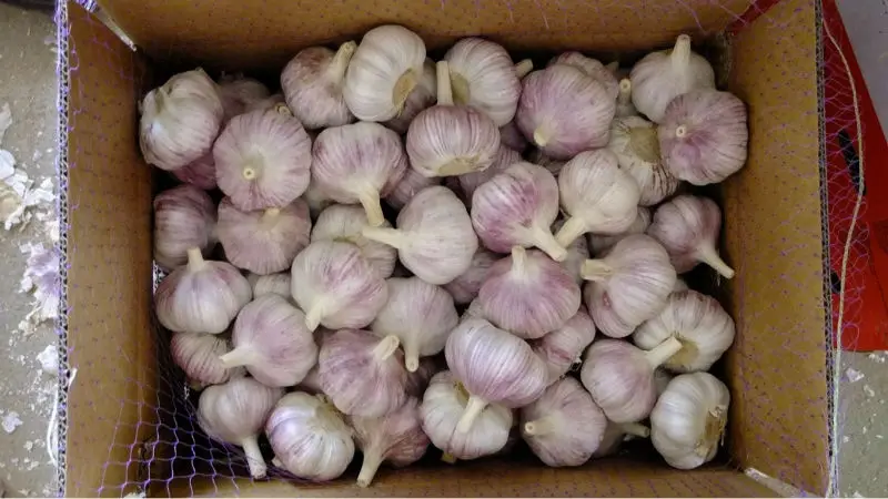 Red Garlic 10kg carton for Brazi market