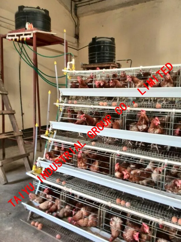 Design Layer Chicken Cages For Kenya Poultry Farm ( Enclosed Kenyan