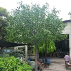 wholesale large outdoor decorative artificial live ficus trees, faux artifical banyan tree